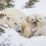 wildlife-albert-deborah-polar-bears