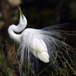 wildlife-griffin-richard-great-egret-with-mating-plumage